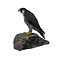Mounted Peregrine falcon