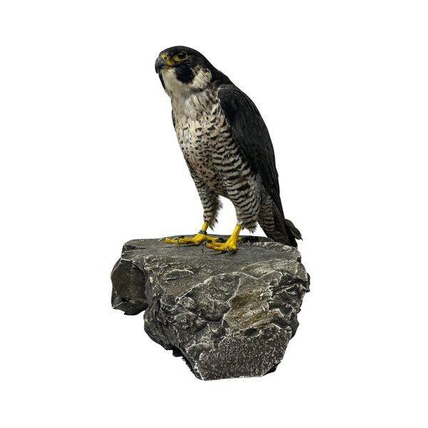 Mounted Peregrine falcon