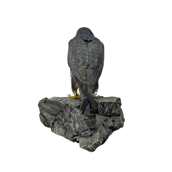 Mounted Peregrine falcon