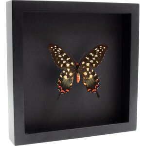 Opgezette Vlinder in Elegante Zwarte Lijst - Papilio Antenor