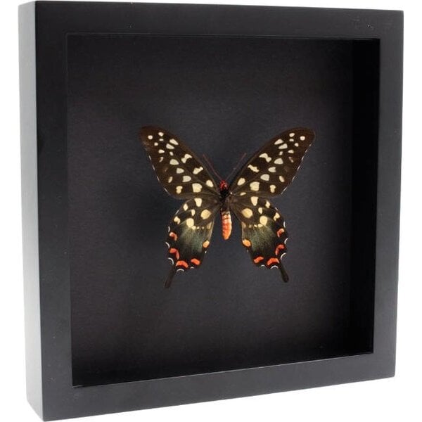 Opgezette Vlinder in Elegante Zwarte Lijst - Papilio Antenor