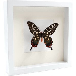 Opgezette Vlinder in Witte Lijst - Papilio Antenor