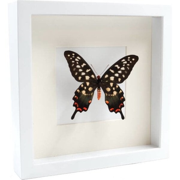 Opgezette Vlinder in Witte Lijst - Papilio Antenor