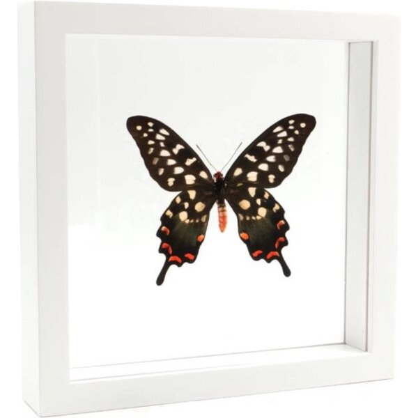 Opgezette Vlinder in Witte Lijst Dubbelglas - Papilio Antenor