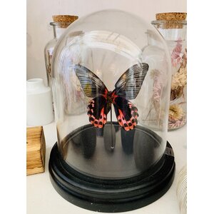 Stolp met Papilio Rumanzovia (1)