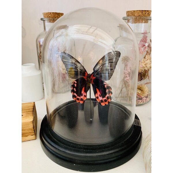 Stolp met Papilio Rumanzovia (1)