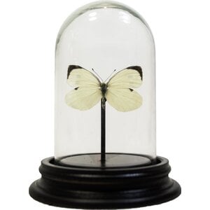 Opgezette vlinder in glazen stolp - Pieris brassicae