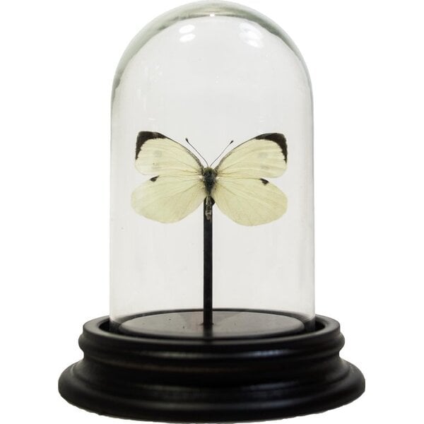 Opgezette vlinder in glazen stolp - Pieris brassicae