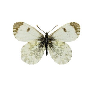 Anthocharis cardamines (female)