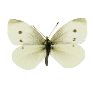 Pieris rapea - veined white