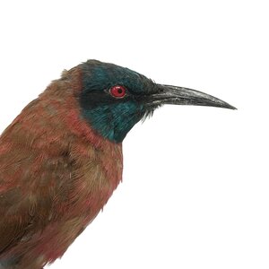 Mounted Northern carmine bee-eater (A)