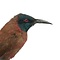 Mounted Northern carmine bee-eater (A)