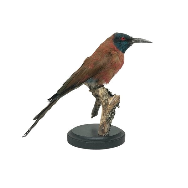 Mounted Northern carmine bee-eater (A)