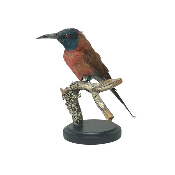 Mounted Northern carmine bee-eater (A)