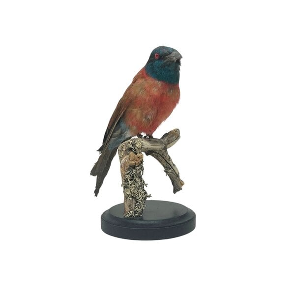 Mounted Northern carmine bee-eater (A)