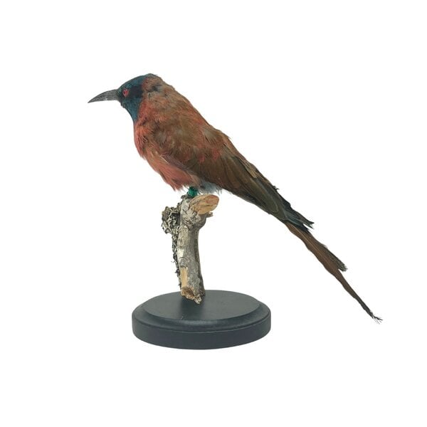 Mounted Northern carmine bee-eater (A)