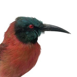 Mounted Northern carmine bee-eater (B)