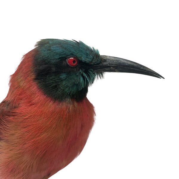 Mounted Northern carmine bee-eater (B)