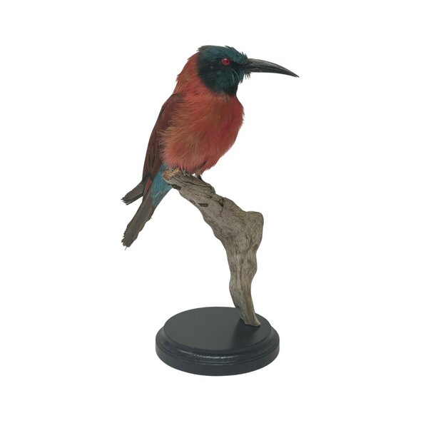 Mounted Northern carmine bee-eater (B)