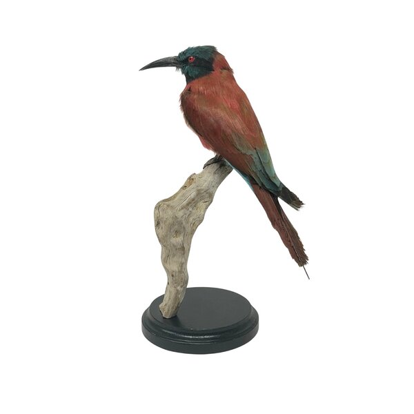 Mounted Northern carmine bee-eater (B)