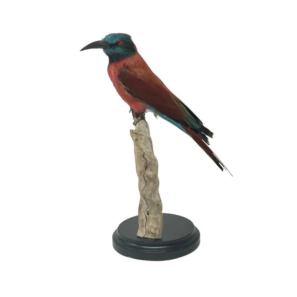 Mounted Northern carmine bee-eater (B)