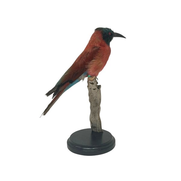 Mounted Northern carmine bee-eater (B)