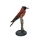 Mounted Northern carmine bee-eater (B)