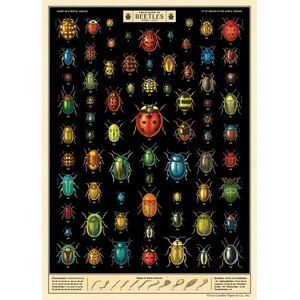 School poster - Beetles