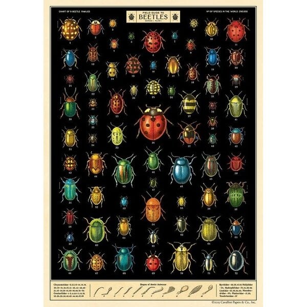 School poster - Beetles