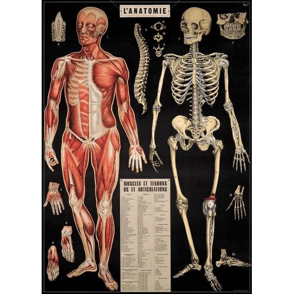 Schoolplaat - Anatomie