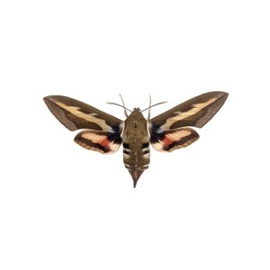 Labkrautschwärmer - Hyles gallii