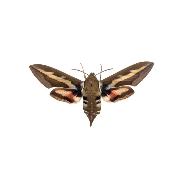 Walstropijlstaart - Hyles gallii