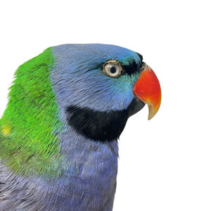 Mounted Lord derby's parakeet