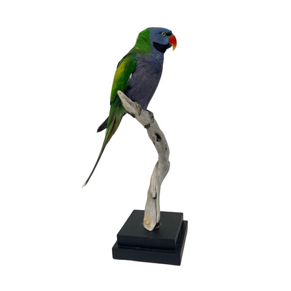 Mounted Lord derby's parakeet