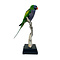 Mounted Lord derby's parakeet
