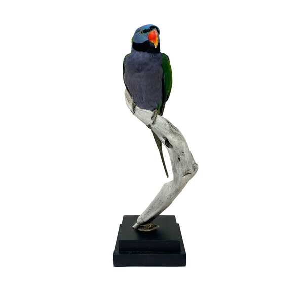 Mounted Lord derby's parakeet