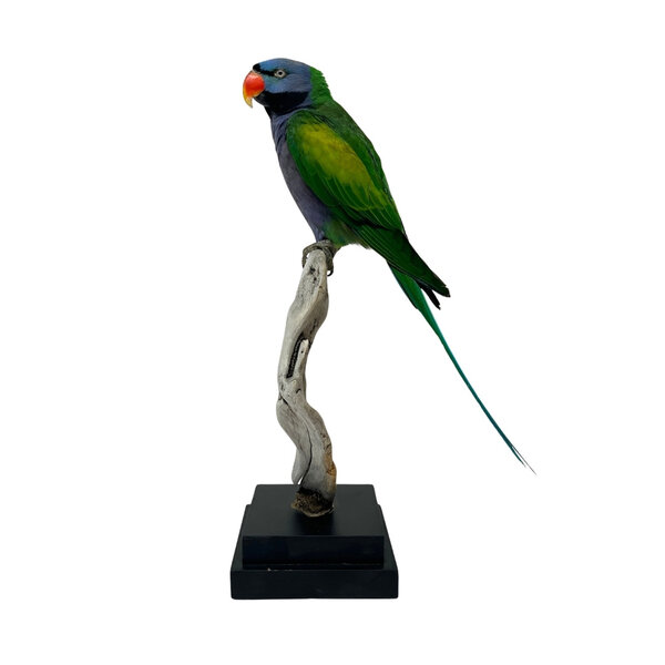 Mounted Lord derby's parakeet