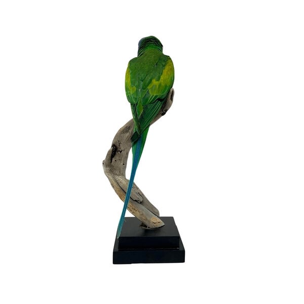 Chinasittich Präparat