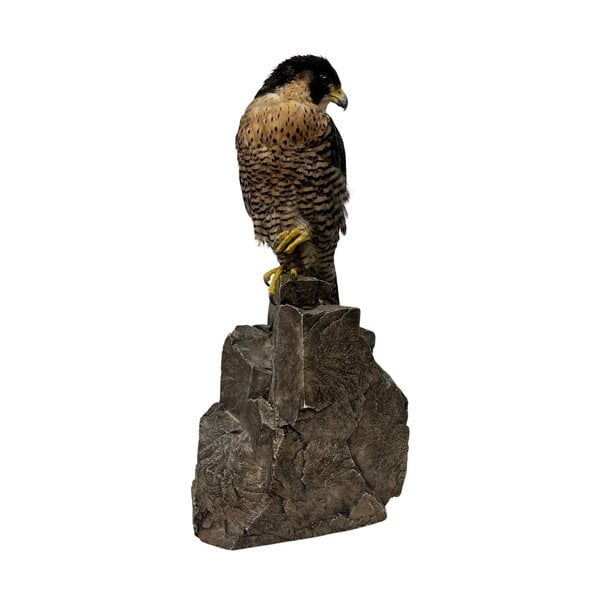 Opgezette slechtvalk (B)