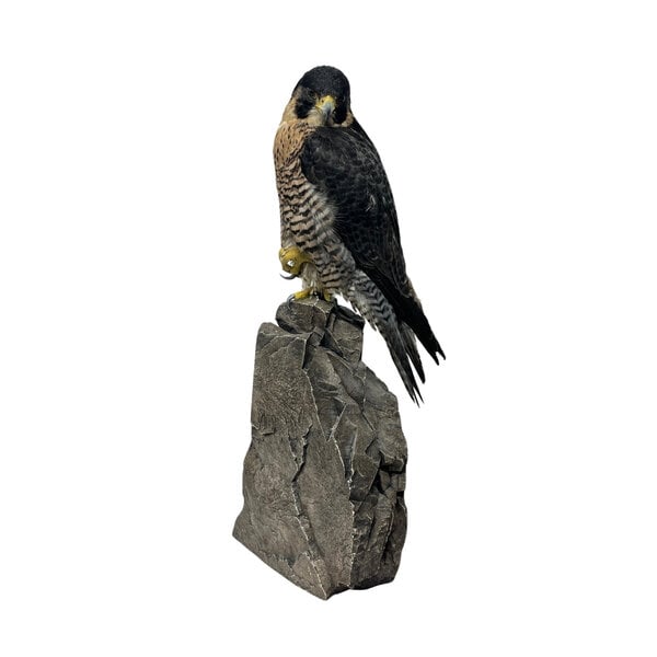Mounted Peregrine falcon (B)