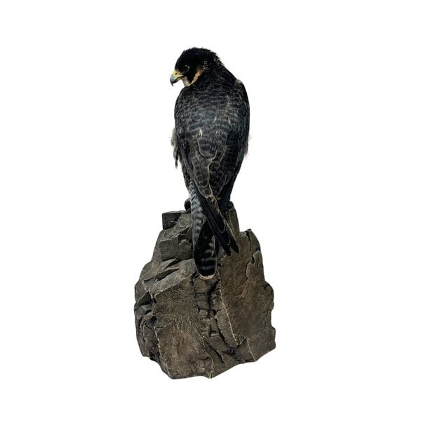 Präparierte Wanderfalke (B)