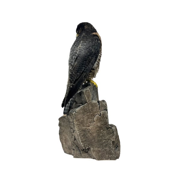 Mounted Peregrine falcon (B)