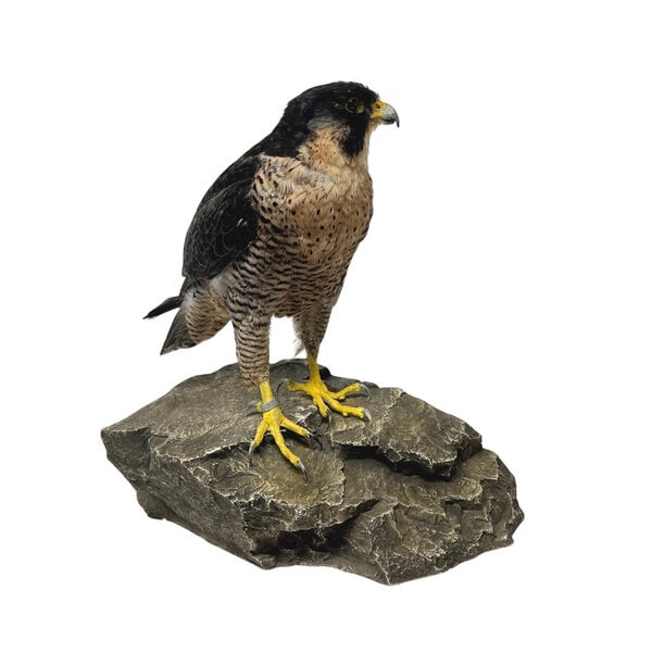 Präparierte Wanderfalke (C)