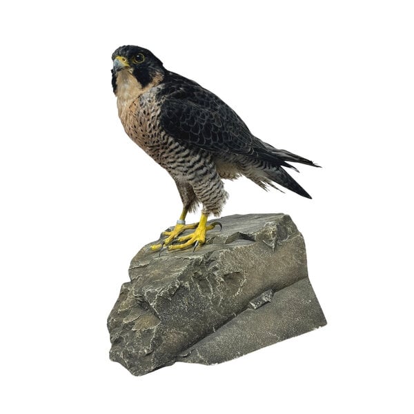 Präparierte Wanderfalke (C)