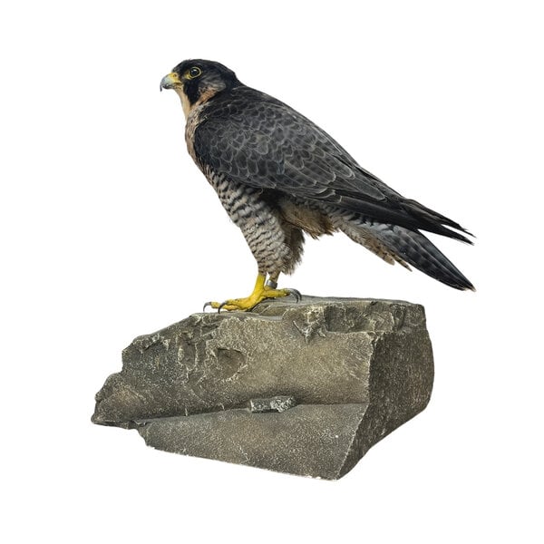 Opgezette slechtvalk (C)