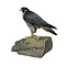 Mounted Peregrine falcon (C)