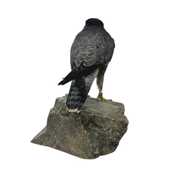 Präparierte Wanderfalke (C)