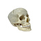 Human skull (B)