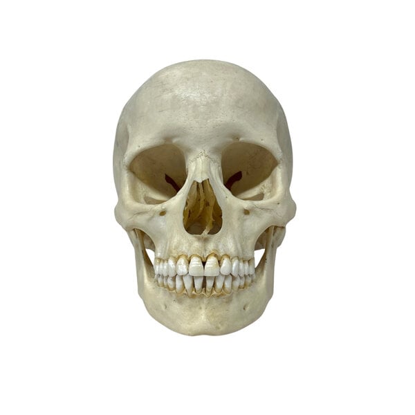 Human skull (B)