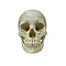 Human skull (B)